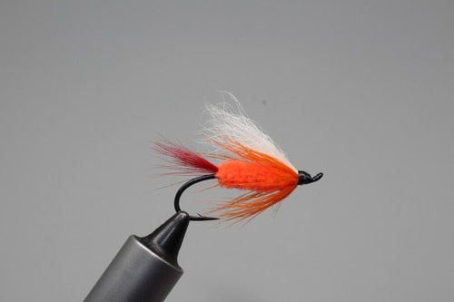 Polar Shrimp
