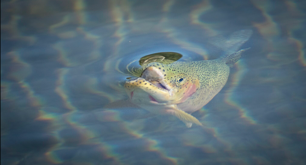 Orvis Store Hosted Trip:  7 Night 6 Day