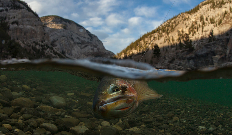 Orvis Store Hosted Trip:  5 Nights 4 Days