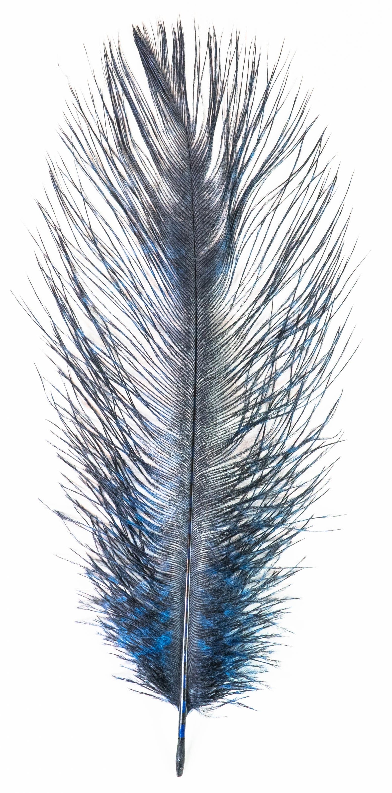 MFC Barred Ostrich Plume