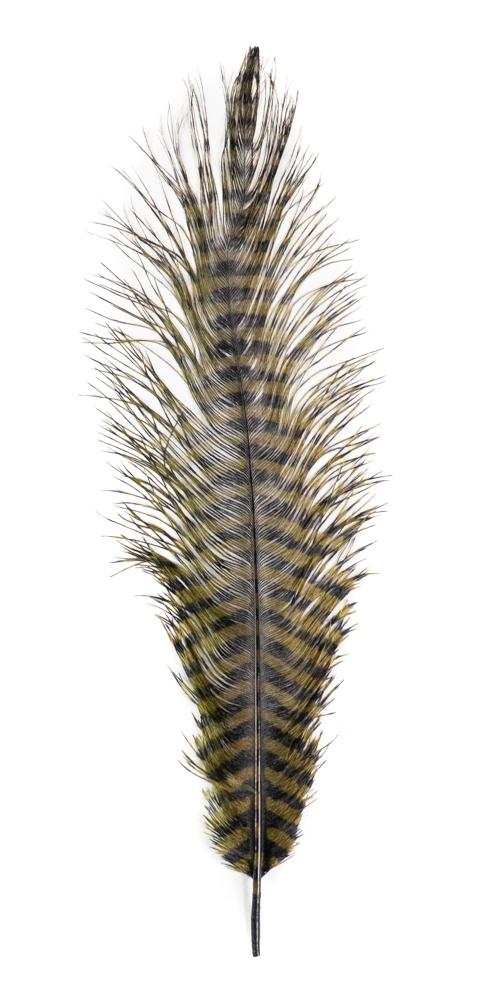 MFC Barred Ostrich Plume