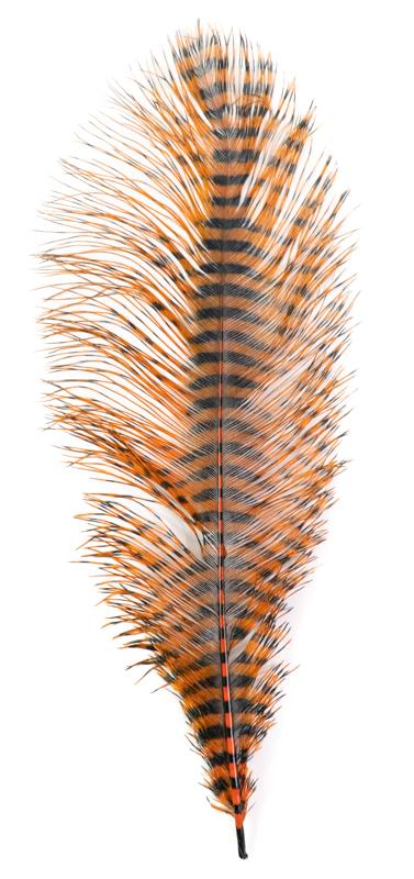 MFC Barred Ostrich Plume