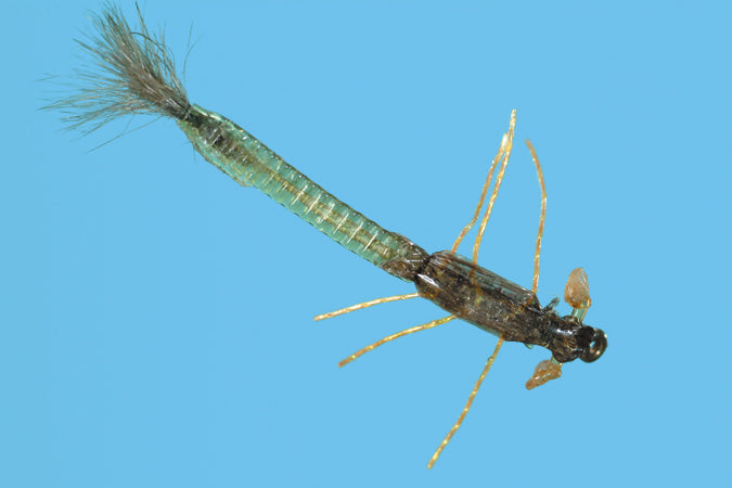 Stalcup's Ultra Damsel Nymph (all colors)