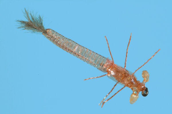 Stalcup's Ultra Damsel Nymph (all colors)