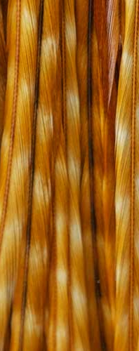 Whiting Farms 100 Pack Saddle Hackle