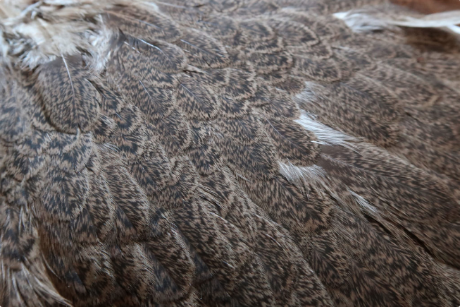 Whiting Brahma Hen Saddle