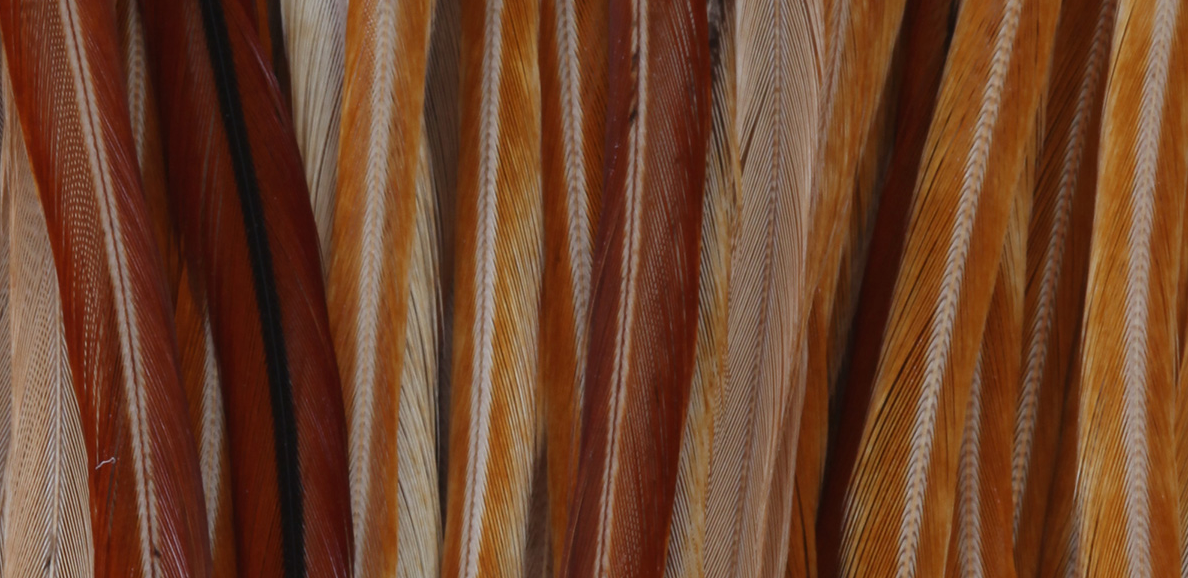 Whiting Farms Full Rooster Saddles