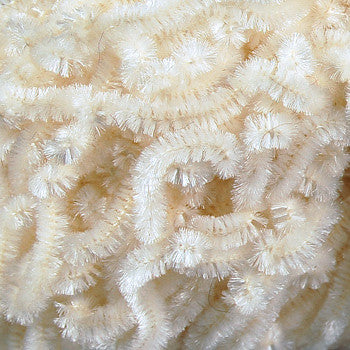 Wooly Bugger Antron Chenille