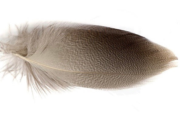 Gadwall Flank