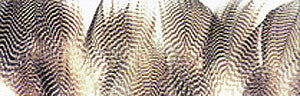 Wapsi Teal Barred Flank