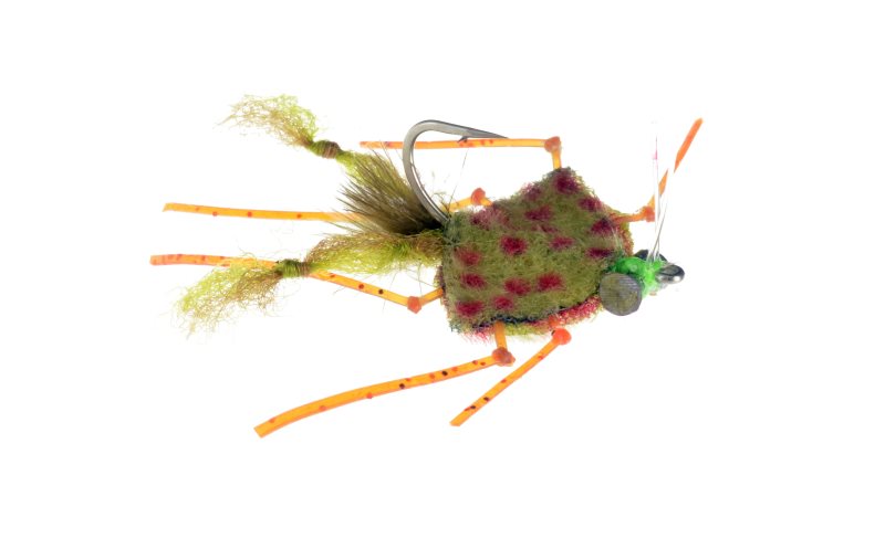 Catch's Palometa Crab: all colors